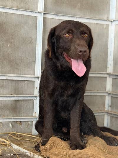 Labrador chocolate brown