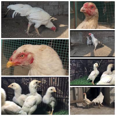 Top quality Pure Aseel heera breed and chicks