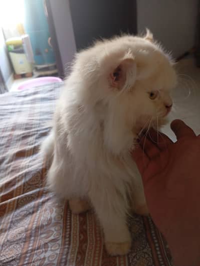 Fully Treind Full Adult