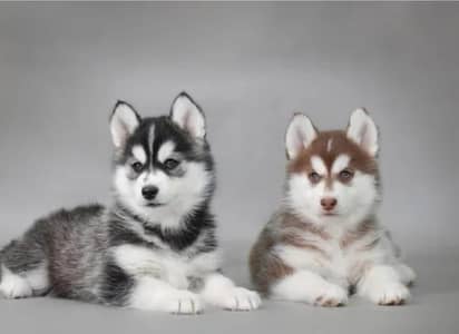 pair available all Pakistan dilver   available  whstapp rabta kry