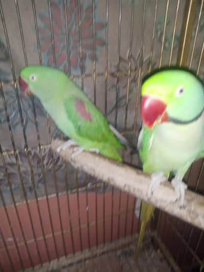 jumbo size raw kashmari  pair home parrots