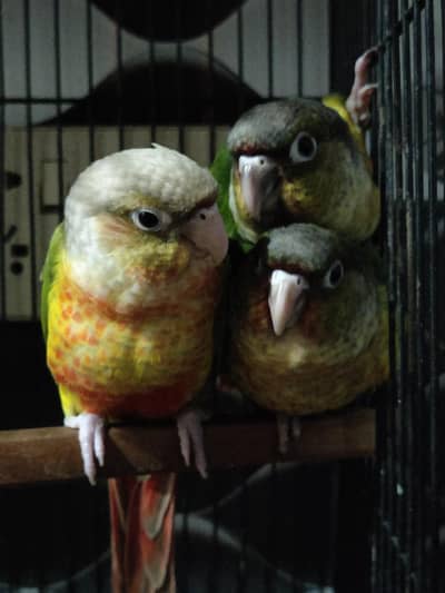 Conure Pineapple Greencheek Hand Tame High Red Factor