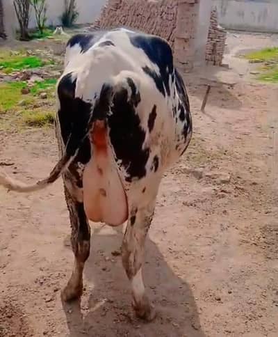 گاۓ برائے فروخت