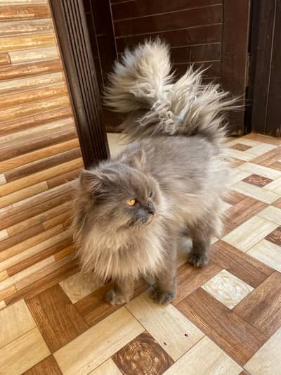 persian male cat