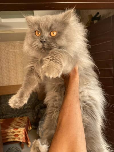 persian cat