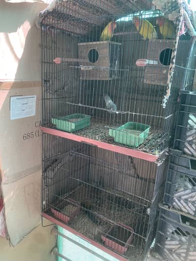 4 birds with cage for sale