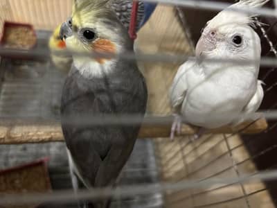 White red eye cockatiel pair for sale + budgie pair + java sparrows