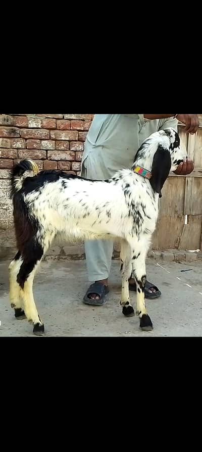 چینا بکرا 55000 اور سفید بکرا 45000 قربانی کے لیے