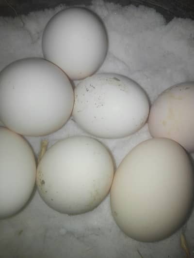 Heera eggs available