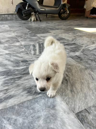 Russian x samoyed pups for sale.