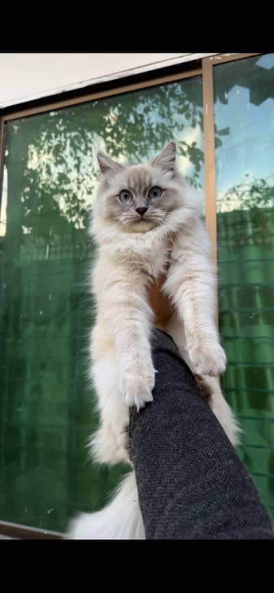 Triple coat Persian cat white and gray