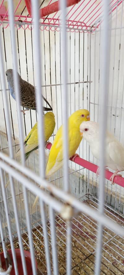 4 active females 2 red eyes