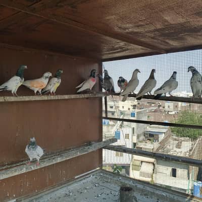 parwazi pigeon
