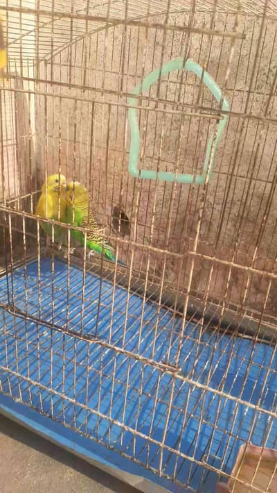 Budgies healthy pair with cage.