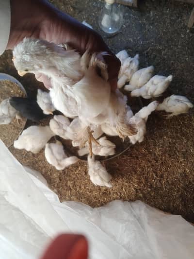 Bantam Chiks polish have buff chiks available