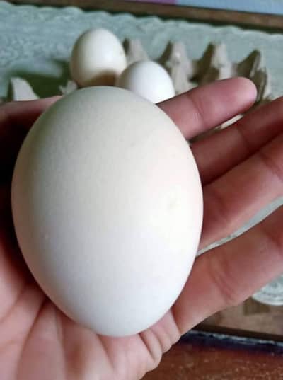peacock eggs