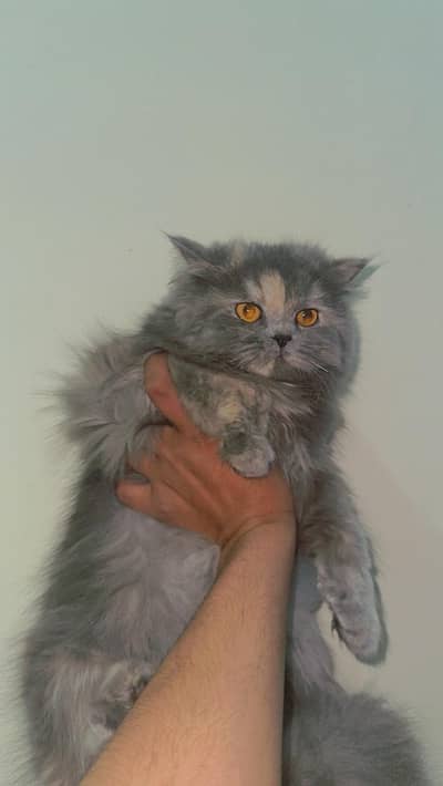 urgent sale triple coated female cat