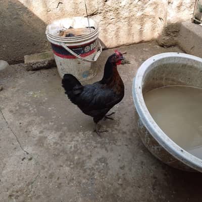 egg  laying hen and cock sale