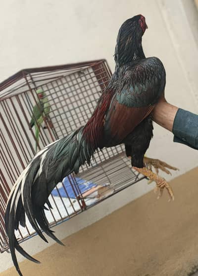 location bakhshali mardan