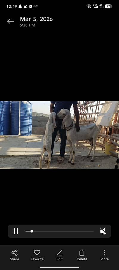 rajanpuri bakri buche ke sath