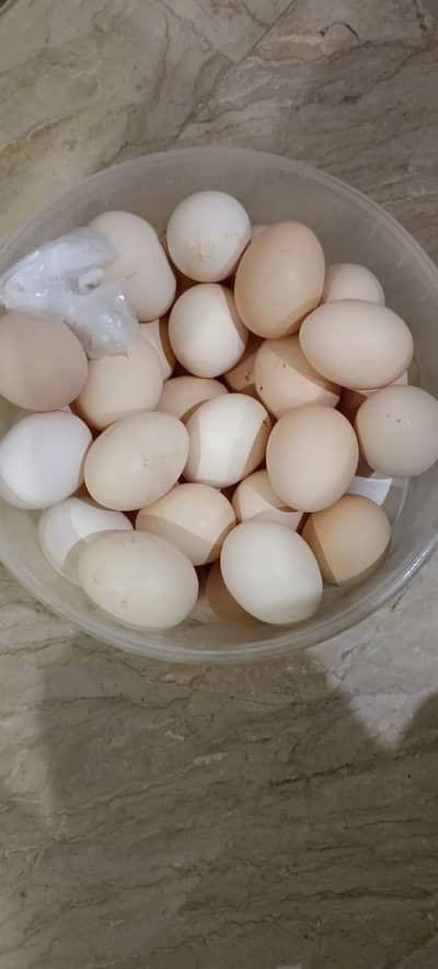 Hes for sale. Eggs wali hens 03129152170