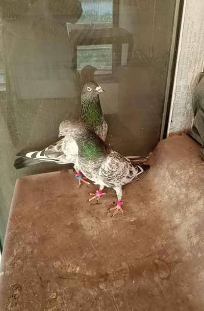 Ferozpuri Breader Pair For Sale.