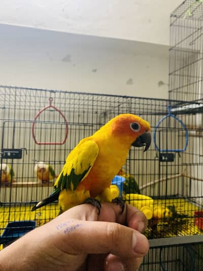 Sunconure hand tamed