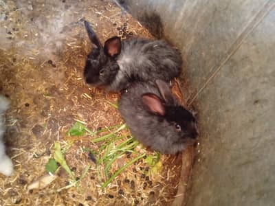 angora bunnies & Holland bunnies