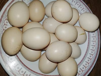 Aseel  /mianwali Eggs avialable