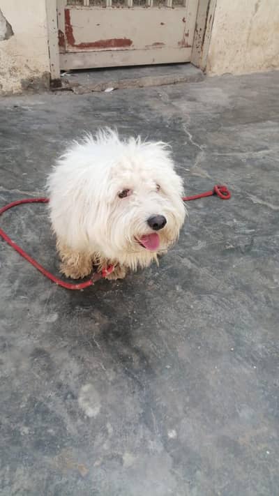 pure poodle breed pet