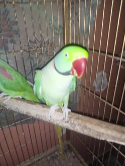 Jumbo size raw parrots pair face too face tolking