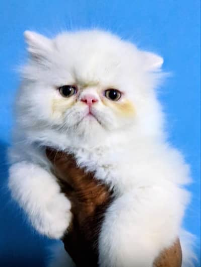 piki face kitten Eid pakg