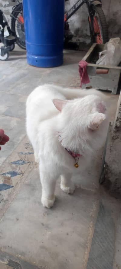 Parsian Female Cat