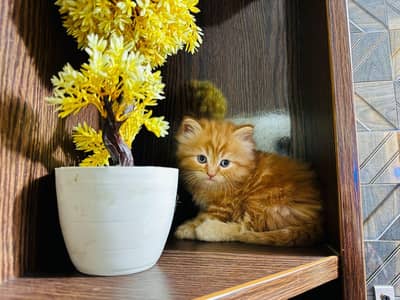 persian two coated cat