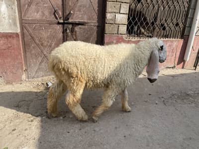 Sheep lela goat bakra mundra kajla