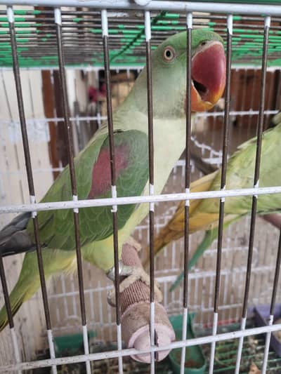 raw parrot breeding pair hai  or hand tame hai or Bolty bi hai