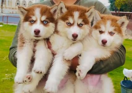 husky puppy/ puppies/dog