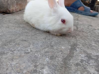 Rabbits bunny   age  1 month red eye
