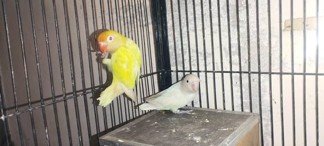 Cremino & Black eye Albino love birds