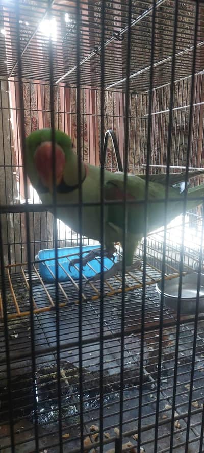 Kashmi Raw Parrot  for sale