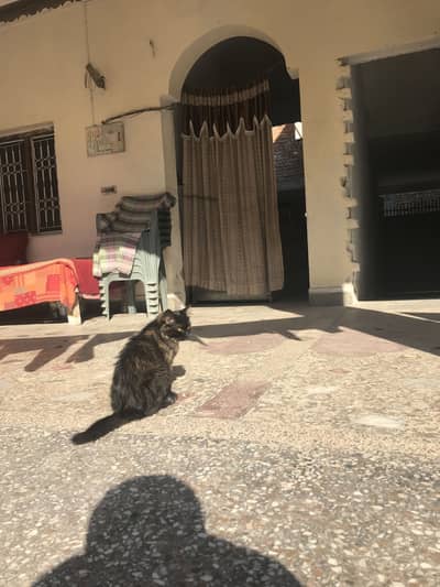 Domestic Medium Hairs