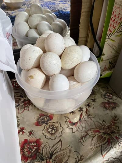 fresh turkey  mix aggs fertile eggs