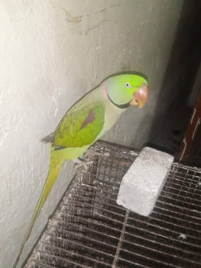 raw parrot for sale