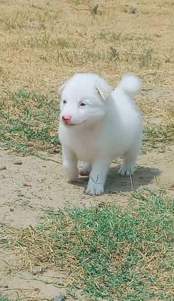 Russian pink nose dog age 2 months price 16k only