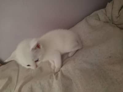 white Persian kitten playfull