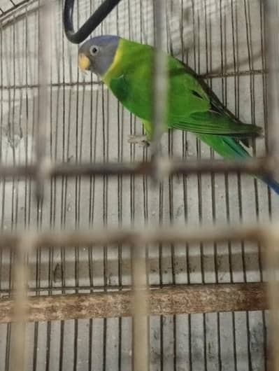 plum head breeder piece