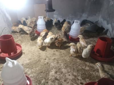 Mix chicks golden misri 10 days contact 03287909833