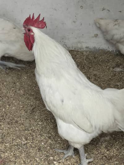 white male australorp for sale