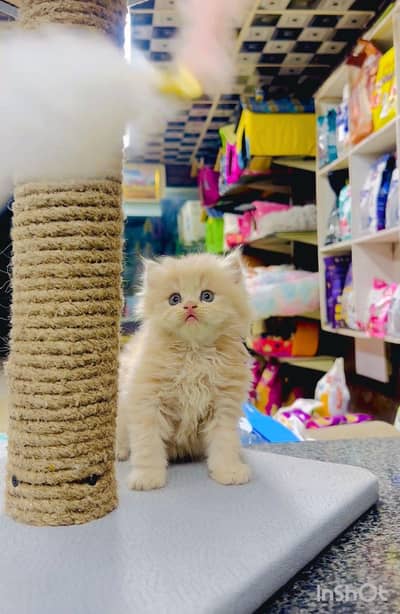 Persian male cat available for new home