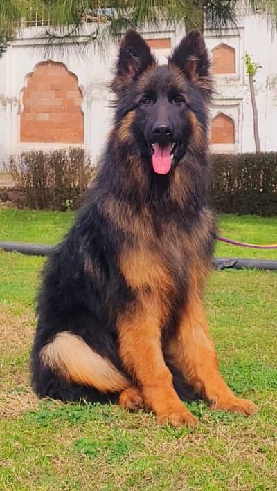 German shepherd pedigree